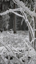 Snowy forest with icy branches, quiet winter atmosphere in nature, Fichtelgebirge
