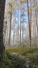 Winter forest with high, snow-covered trees under a clear sky, pines (abiete), Fichtelgebirge