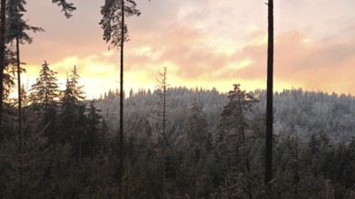 Snowy forest in winter sunset light illuminated by a warm sky, Fichtelgebirge
