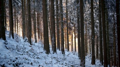 Dense forest covered with snow, shimmering light from dusk, Fichtelgebirge