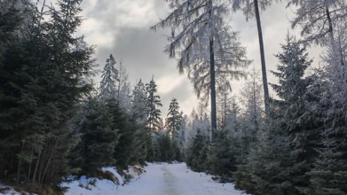 A snowy forest path leads through dense tall fir trees (abies), taken during a cloudy winter day,