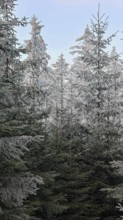 High snow-covered firs (abies), spruces (picea) reach upwards under a clear blue sky,