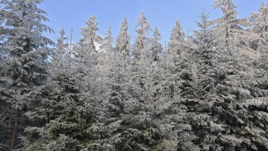 Snow-covered spruces (picea) glistening in the sun under a clear blue winter sky, Fichtelgebirge