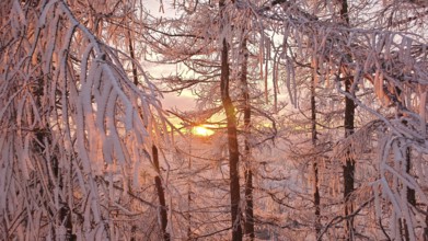 Snow-covered branches in the pink light of sunset that create a magical winter atmosphere,
