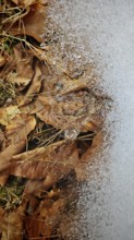 Frozen leaves with ice crystals showing fine winter textures, on the other side ice crystals,