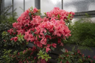 Indian azalea, (Rhododendron simsii), flowers, Stuttgart, Baden-Württemberg, Germany