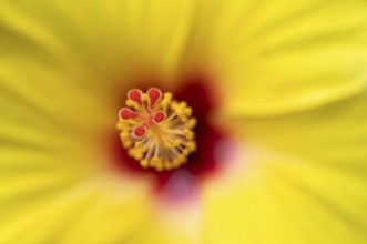 Close-up, detail, pistil, flower, yellow hibiscus (Hibiscus brackenridgei) iStuttgart,