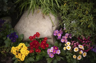 Various pansies, violets (Violaceae) Stuttgart, Baden-Württemberg, Germany