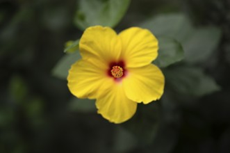 Flower, Yellow Hibiscus (Hibiscus brackenridgei) iStuttgart, Baden-Württemberg, Germany