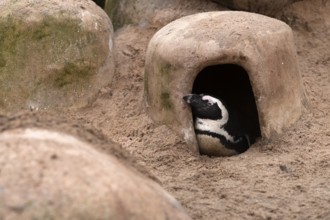 African penguin (Spheniscus demersus) captive, in breeding den, Stuttgart, Baden-Württemberg,