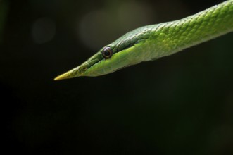 Close-up, close-up, Vietnamese long-nosed snake (Gonyosoma boulengeri), captive, Stuttgart,