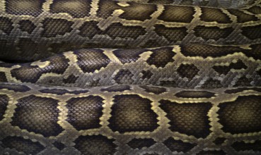 Close-up, close-up, pattern, pattern, snakeskin, Burmese Python (Python molurus bivittatus),