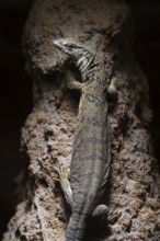 Gillen's dwarf monitor lizard (Varanus gilleni), captive, on a tree trunk, Stuttgart,