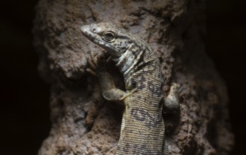 Gillen's dwarf monitor lizard (Varanus gilleni), captive, on a tree trunk, Stuttgart,