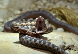 European horned viper (Vipera ammodytes), also sand viper, sand adder or European sand viper, pair,