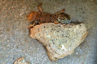 Beavertail dragon (Xenagama taylori), captive, Stuttgart, Baden-Württemberg, Germany