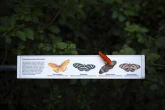 Passionflower butterfly (Heliconiinae) sits on legend for passionflower butterfly, butterfly,