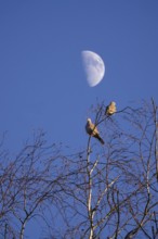 Pigeons in winter, sky with moon, Germany