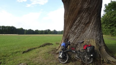 An impressively large oak (quercus), florentine oak, with a bicycle at its base, Spreewald