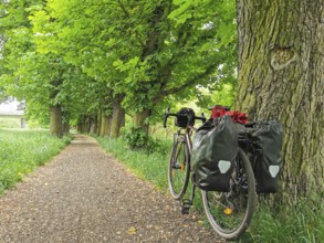 Bicycle parked on a tree-lined path in a green avenue, Bohemia, Czech Republic