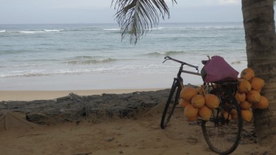 Bicycle with coconuts on a beach in front of the sea, shaded by a palm leaf, relaxed ambiance, Sri