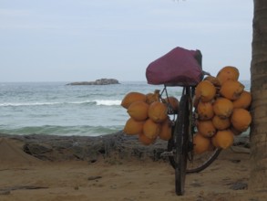 Bicycle full of coconuts standing on a sandy beach in front of the sea, quiet and exotic