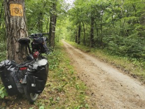 A bicycle leaning against a tree next to a forest path, Poland