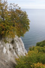 View of chalk cliffs and Baltic Sea, trees with autumn leaves, Jasmund National Park, Sassnitz,