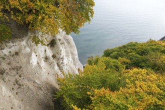 View of chalk cliffs and Baltic Sea, trees with autumn leaves, Jasmund National Park, Sassnitz,