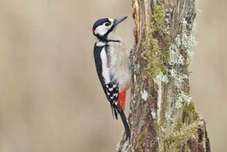 Great spotted woodpecker (Dendrocopos major), male, foraging on a tree stump overgrown with moss