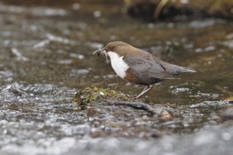 White-throated White-throated Dipper (Cinclus cinclus) standing with prey on a stone in the middle