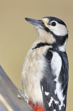 Great spotted woodpecker (Dendrocopos major), male, animal portrait, close-up, Wilnsdorf, North