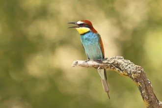 European bee-eater (Merops apiaster) sitting on a branch covered with green lichen, Lake Neusiedl,