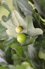 Common oak gall wasp (Cynips quercusfolii) on a leaf of an English oak, Wilnsdorf, North
