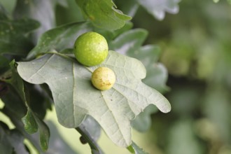 Common oak gall wasp (Cynips quercusfolii) on a leaf of an English oak, Wilnsdorf, North