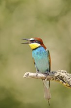 European bee-eater (Merops apiaster) sitting on a branch covered with green lichen, Lake Neusiedl,