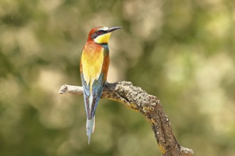 European bee-eater (Merops apiaster) sitting on a branch covered with green lichen, dorsal view,