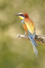 European bee-eater (Merops apiaster) sitting on a branch covered with green lichen, dorsal view,