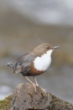 White-throated White-throated Dipper (Cinclus cinclus) standing on a stone in the middle of a