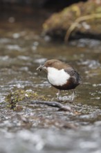 White-throated White-throated Dipper (Cinclus cinclus) standing with prey on a stone in the middle