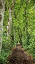 A shady forest trail leads through a peaceful, densely vegetated forest, Franconian Switzerland