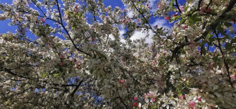 A Japanese wild apple (malus floribunda) full of bright flowers and leaves against the blue sky of
