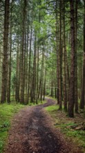 A meandering trail runs through a quiet forest with tall trees, Franconian Switzerland