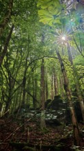 Dense forest with glowing sunbeams shining through the green canopy, Franconian Switzerland