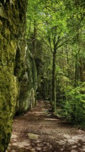 Forest trail lined with rocks, surrounded by thick, quiet greenery and tall trees, Franconian