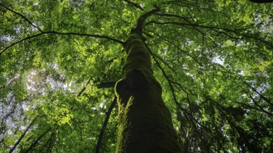 Majestic tree with thick leaves, sunlight filters through the treetops, looking up, Franconian