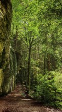 A peaceful forest trail surrounded by tall trees and moss-covered rocks, in soft shade, Franconian
