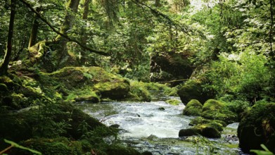 A river snakes through a thick and green forest full of rocks and moss, Saxony