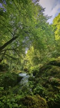 A thick forest with lush greenery and a stream that winds through mossy rocks, Saxony