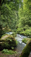 Small river flows through a green forest surrounded by moss-covered rocks, Saxony